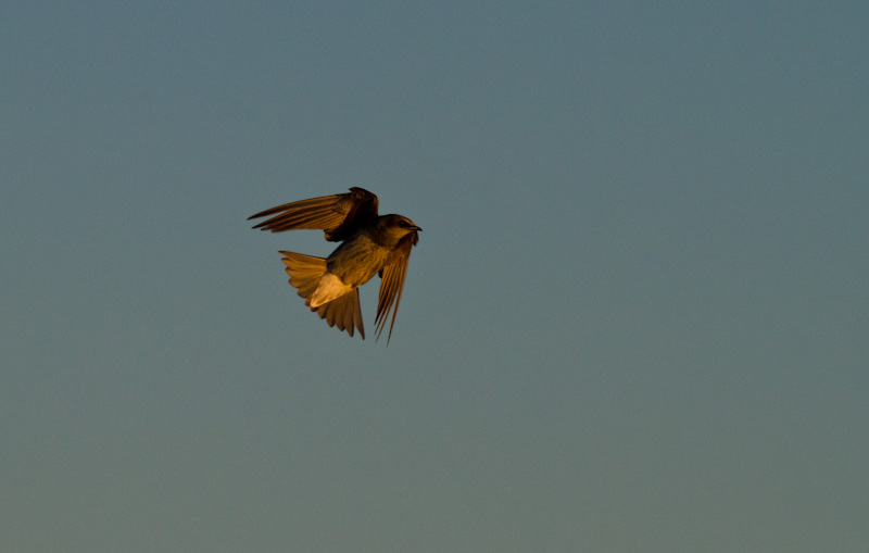 Purple Martin In Flight