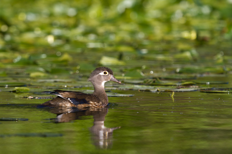 Wood Duck