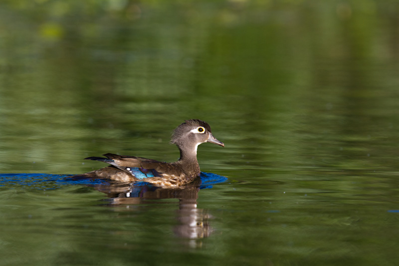 Wood Duck