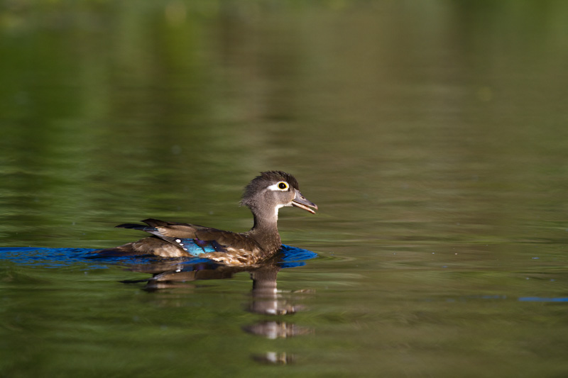 Wood Duck