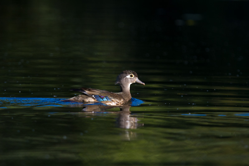 Wood Duck