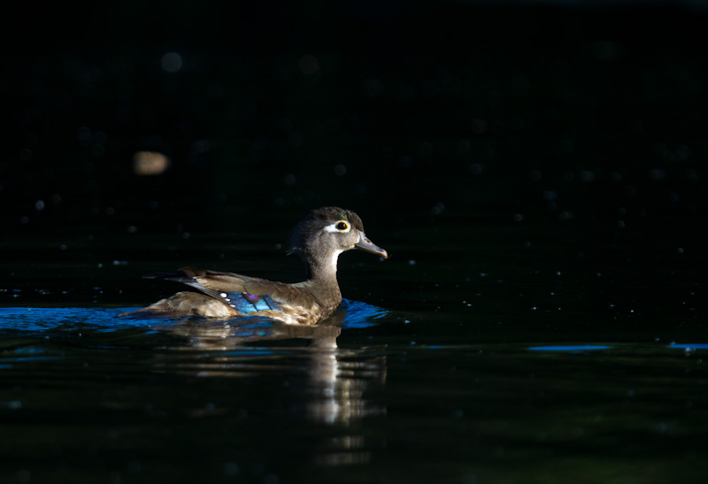 Wood Duck