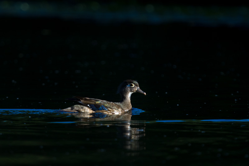 Wood Duck