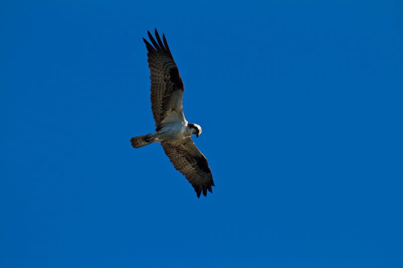 Osprey In Flight