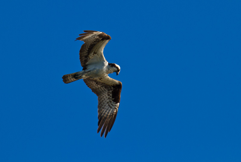 Osprey In Flight