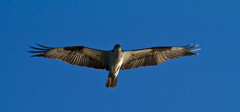 Osprey In Flight