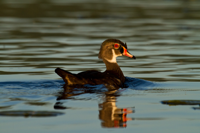 Wood Duck