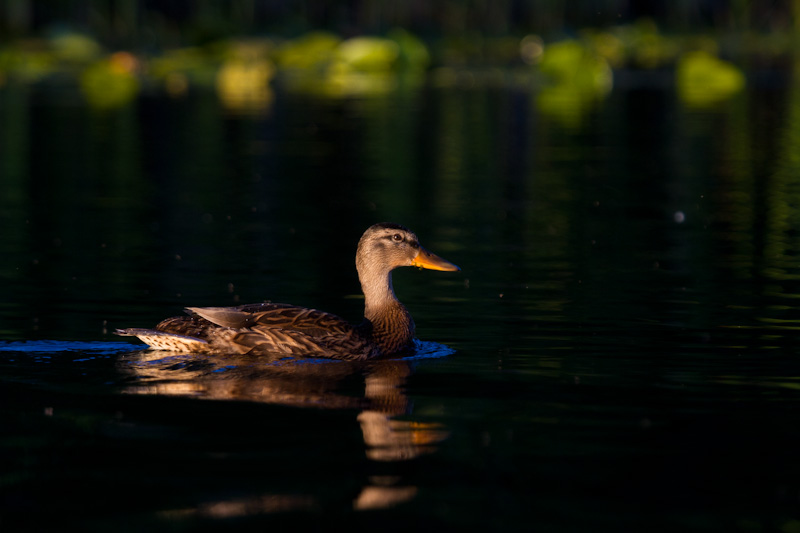 Mallard