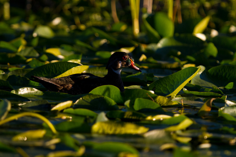 Wood Duck