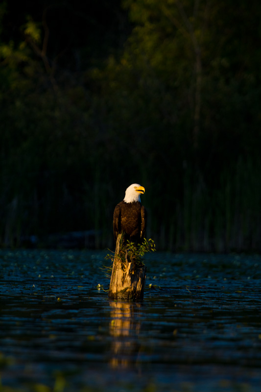 Bald Eagle