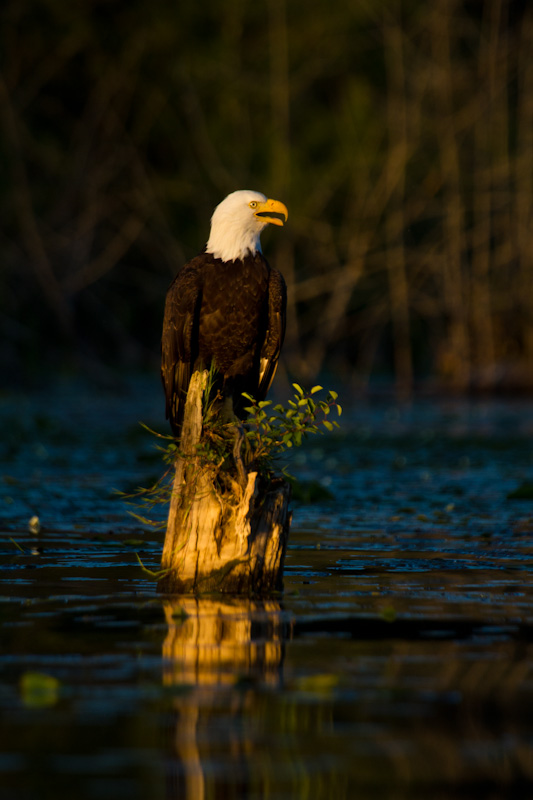 Bald Eagle