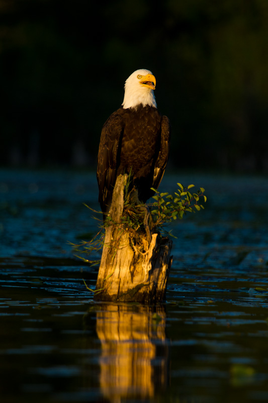 Bald Eagle