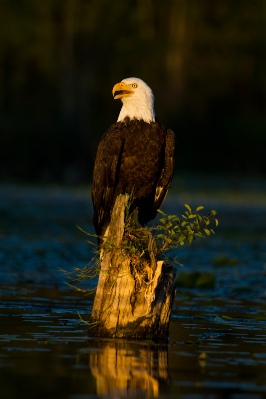 Bald Eagle