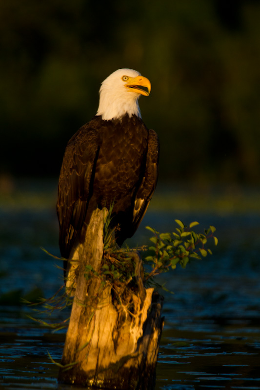 Bald Eagle