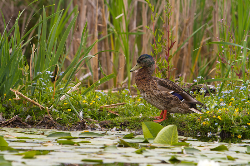 Mallard