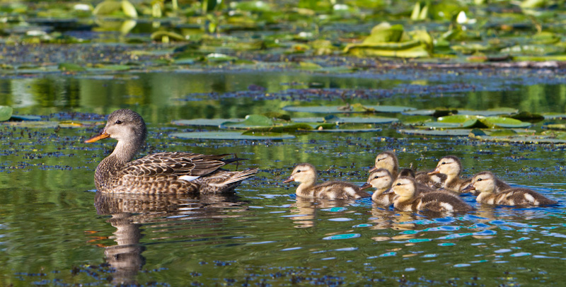 Gadwall And Ducklings