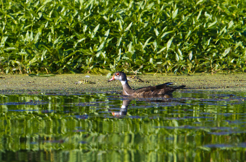 Wood Duck