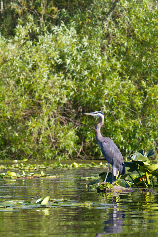 Great Blue Heron