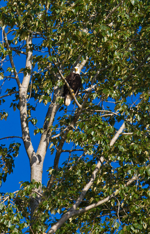 Bald Eagle In Tree