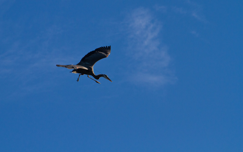 Great Blue Heron In Flight