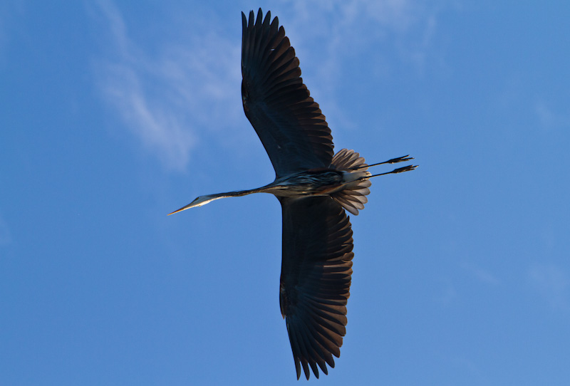 Great Blue Heron In Flight