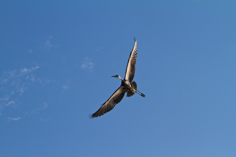 Great Blue Heron In Flight