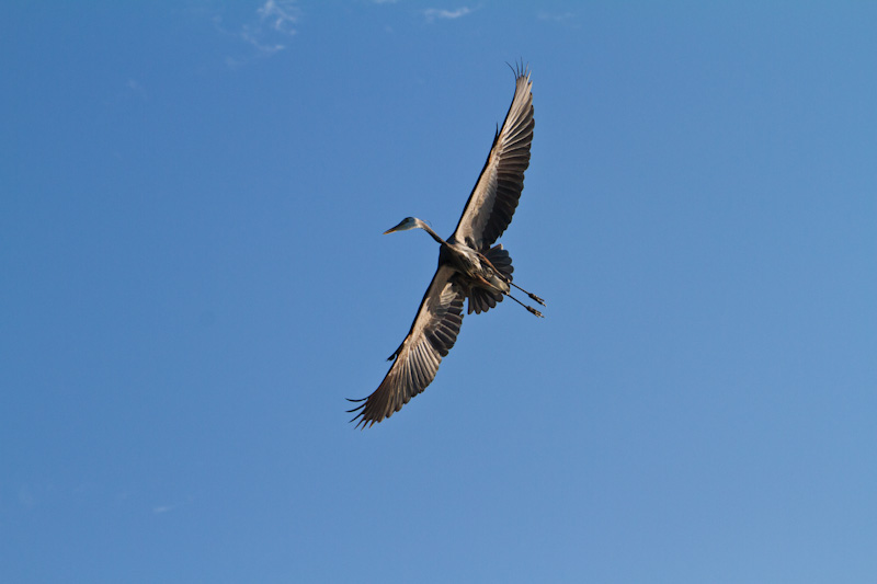 Great Blue Heron In Flight