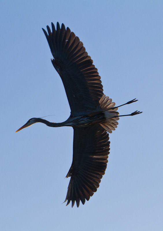 Great Blue Heron In Flight