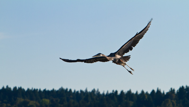 Great Blue Heron In Flight