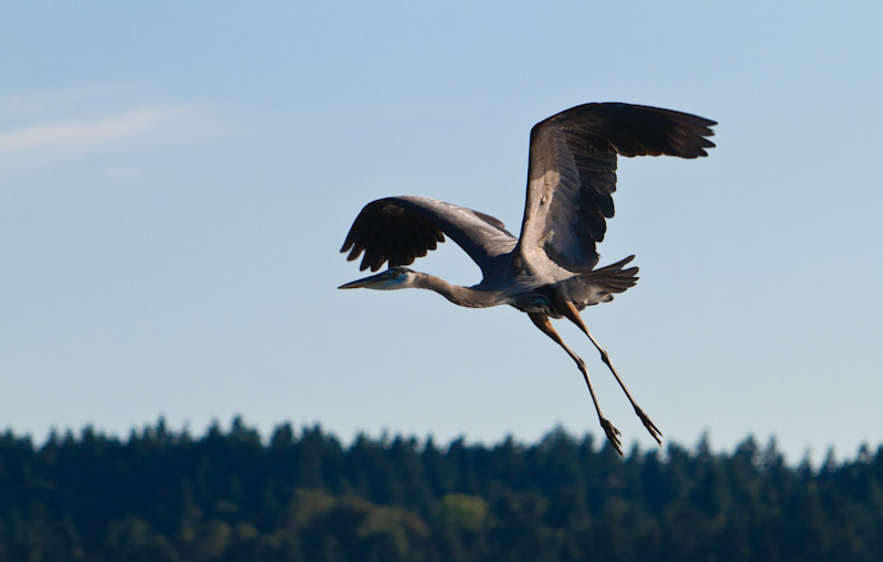 Great Blue Heron In Flight