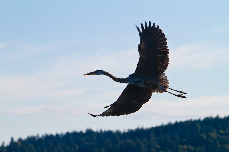 Great Blue Heron In Flight