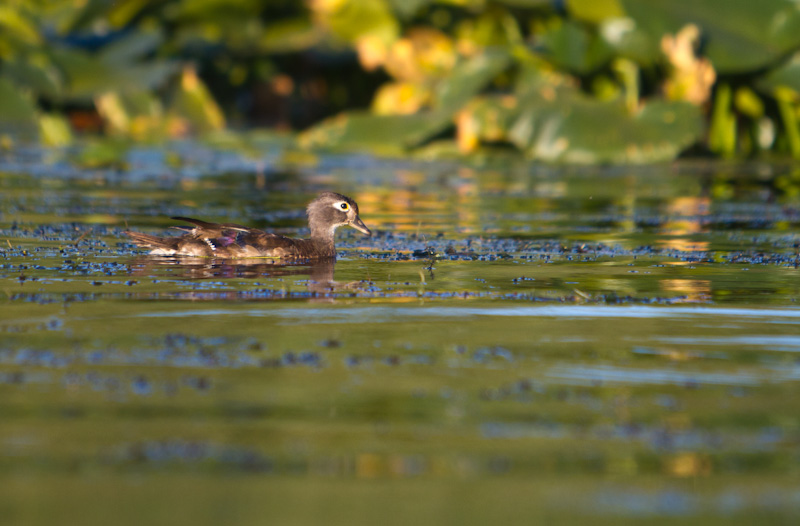 Wood Duck