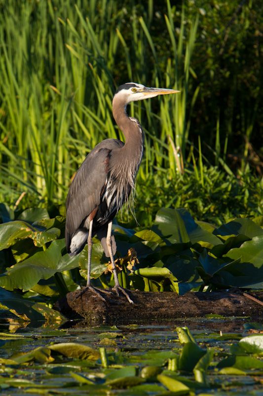 Great Blue Heron