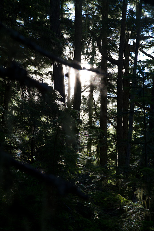 Sun Through Trees