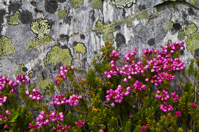 Pink Mountain Heather And Lichen Covered Rock