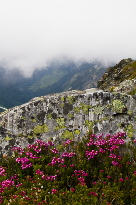 Pink Mountain Heather And Lichen Covered Rock