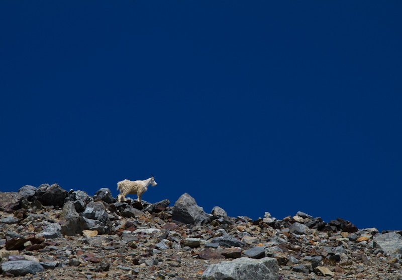 Mountain Goat