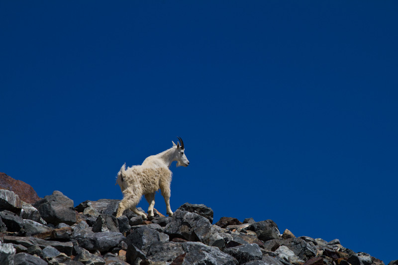 Mountain Goat