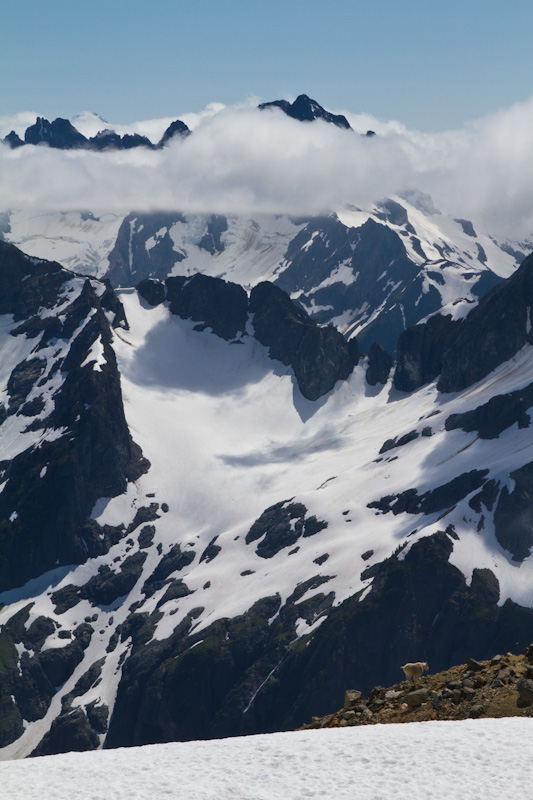 Mountain Goat And The North Cascades