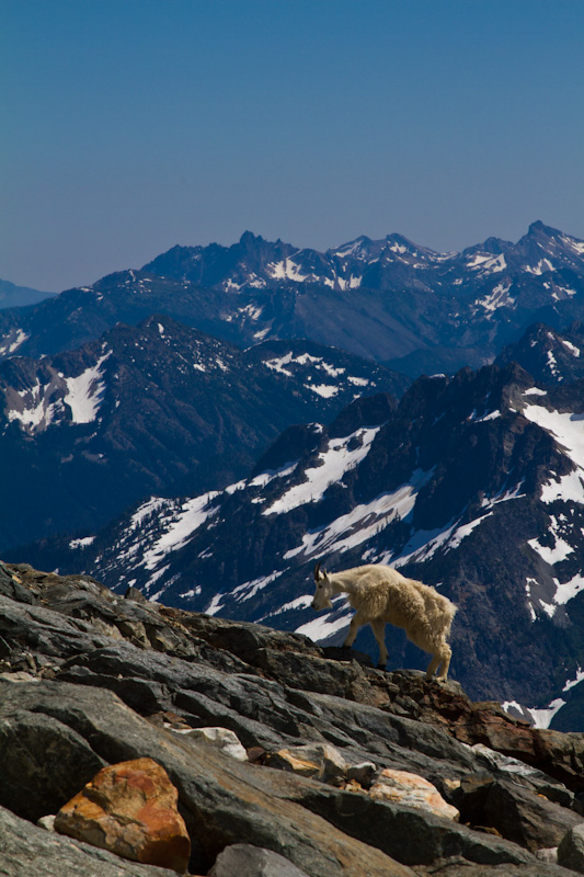 Mountain Goat And The North Cascades