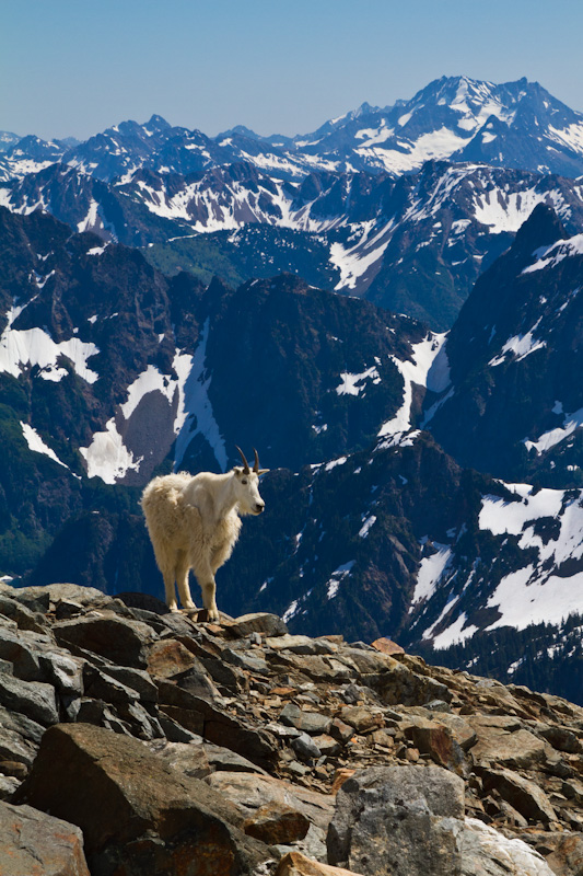 Mountain Goat And The North Cascades