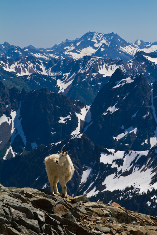 Mountain Goat And The North Cascades