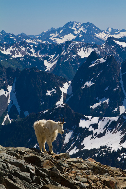 Mountain Goat And The North Cascades