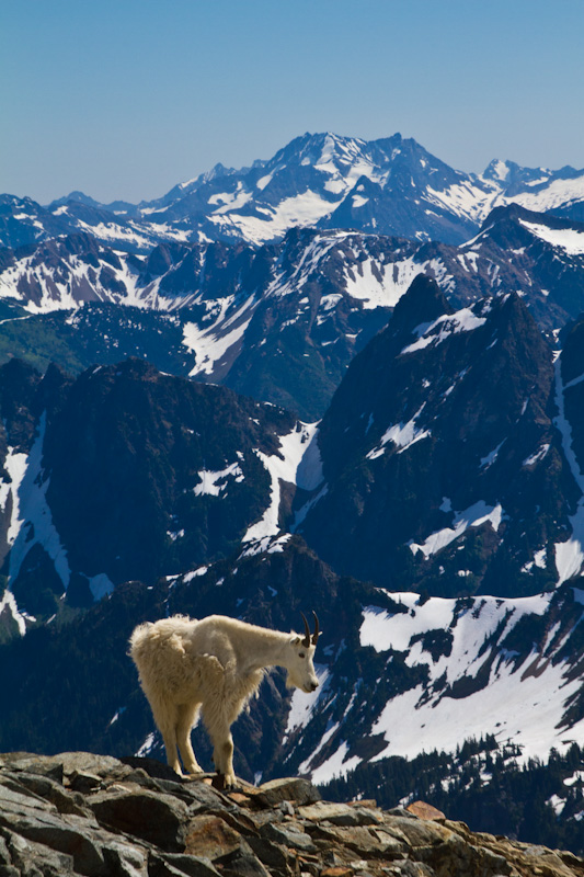 Mountain Goat And The North Cascades