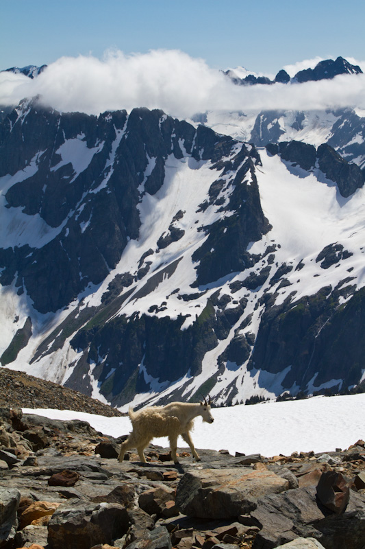 Mountain Goat And The North Cascades