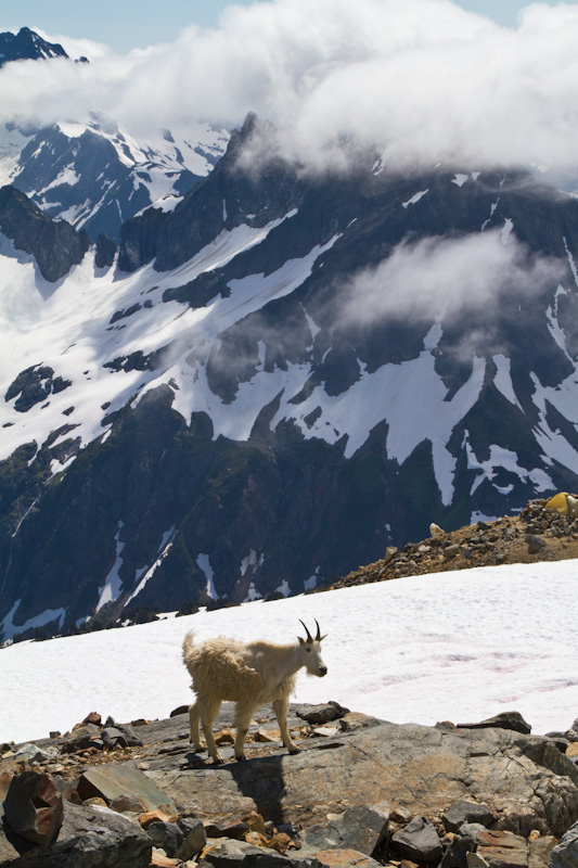 Mountain Goat And The North Cascades