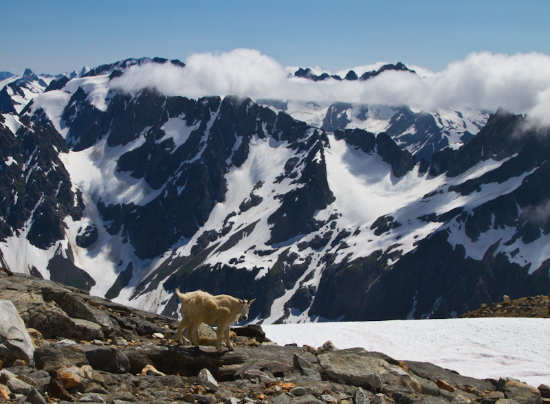 Mountain Goat And The North Cascades