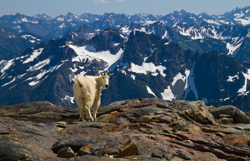 Mountain Goat And The North Cascades