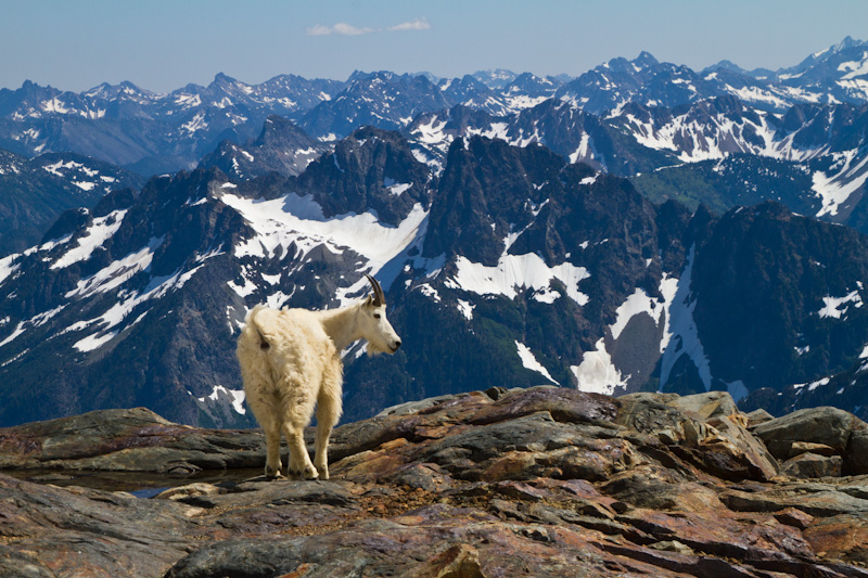 Mountain Goat And The North Cascades