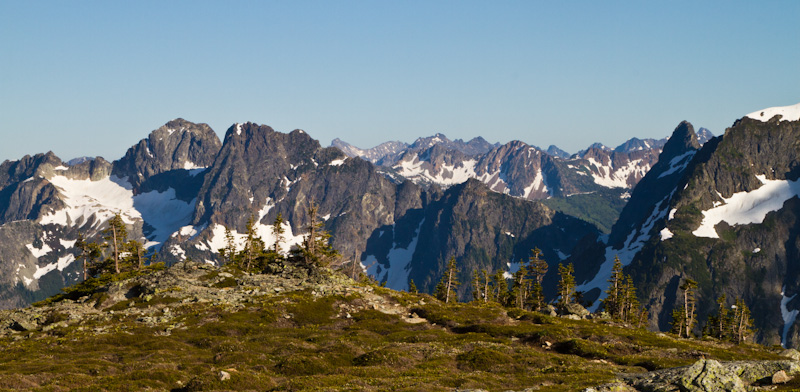 Subalpine Fir And The North Cascades